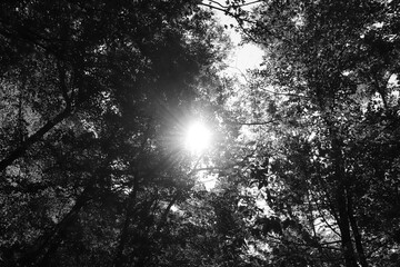 Black and white sun rays shining through the tops of trees (Canopy)