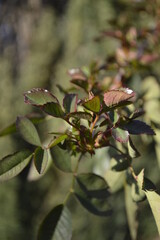 Fototapeta premium rose leaves