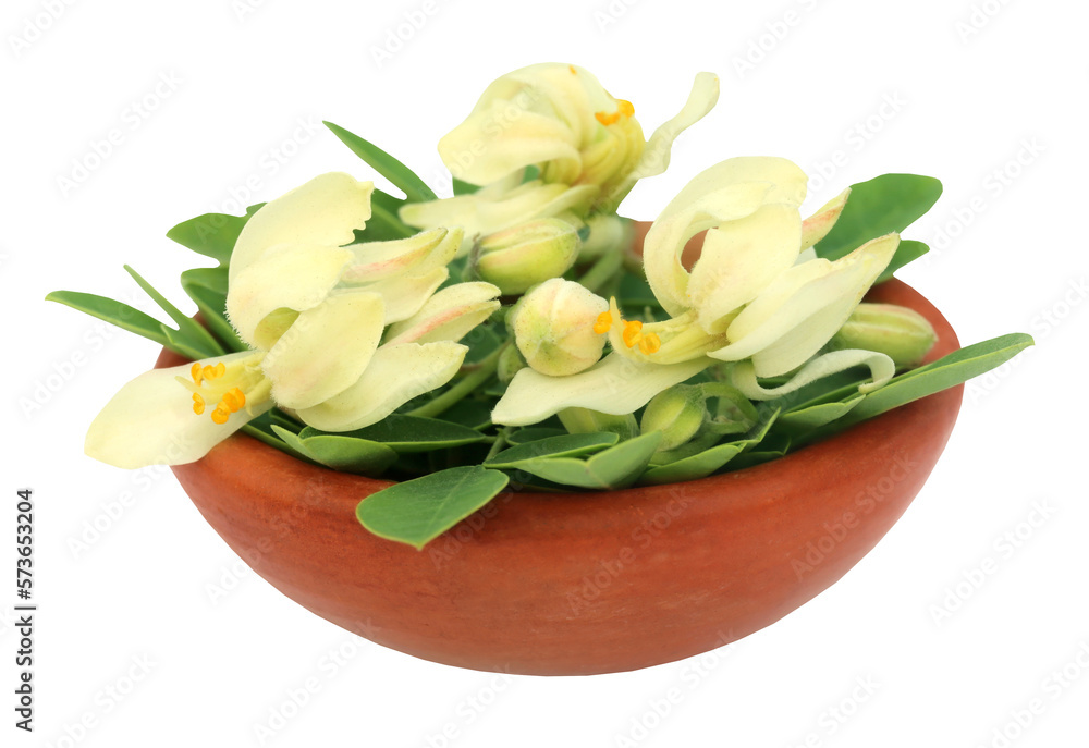 Poster Edible moringa flower with leaves