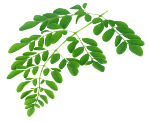 Medicinal moringa leaves