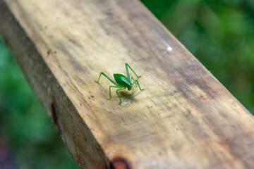 Saltamontes hoja (cosmophyllum sp) sur de chile