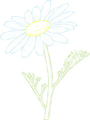 Beautiful spring flower. Chamomile close-up.