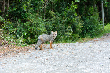 Zorro gris (Lycalopex griseus)