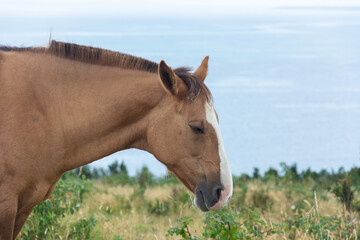 Caballo (Equus caballus)