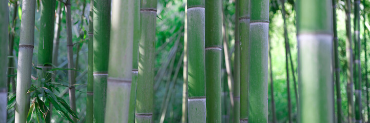Green bamboo stems in water grove in tropics closeup