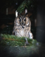Owl on the tree in the forest
