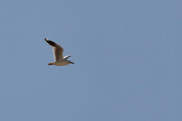 Silver Gull (Chroicocephalus novaehollandiae)