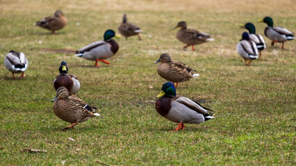 Flock of ducks on the shore. Focus in the foreground