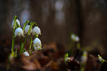 group of spring snowflake flowers covered with water drops in a forest after rain