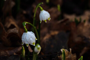 group of spring snowflake flowers covered with water drops in a forest after rain