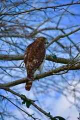 hawk eye