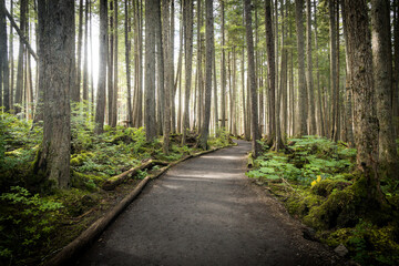 A trail leading through the Tongass National Rainforest at Icy Strait Point near Hoona, Alaska.