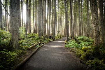 Gordijnen A trail leading through the Tongass National Rainforest at Icy Strait Point near Hoona, Alaska. © sherryvsmith