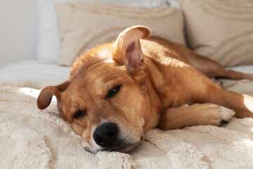 Red dog on bed with pale beige pillows and woven fabric coat