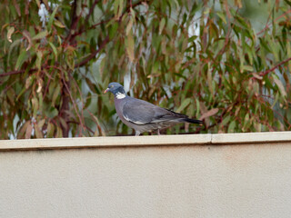 Common Wood Pigeon. Columba palumbus.