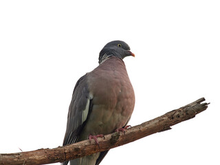 Common Wood Pigeon. Columba palumbus.
