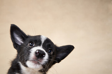 black and white puppy on a beige background. one month old border collie in studio. Dog in studio  - obrazy, fototapety, plakaty