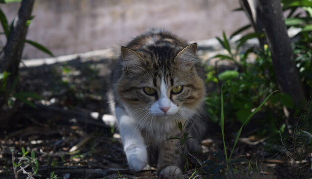 Portrait d'une belle chatte trois couleurs