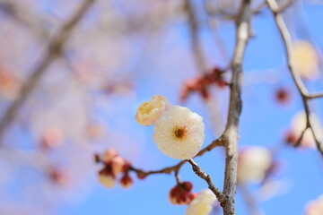 八重咲きの白梅のクローズアップ