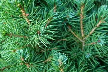 Naklejka na ściany i meble Natural background of young pine branches, close-up. Growing new pine. Pine branches with green needles for branding, calendar, postcard, screensaver, wallpaper, poster, banner, cover, website