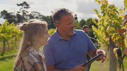 Mature male owner of vineyard with digital tablet in field checking grapes with female worker during harvest - shot in slow motion