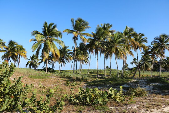 Coconut trees at Playa Santa Lucia, Cuba Caribbean © ClaraNila