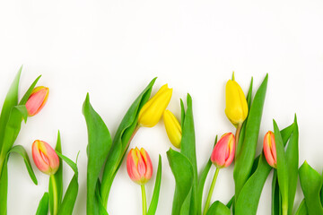 Yellow and pink tulips on a white background. Copy space.
