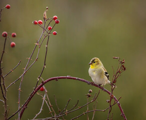 American Goldfinch perched among the brambles on a dreary winter day.