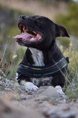 Portrait d'un chien de race Staffordshire Bullterrier