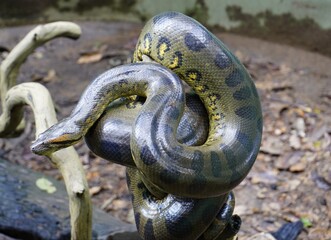 The boa constrictor (Boa constrictor), also called the red-tailed boa. Boidaefamily. Novo Airao, Amazonas – Brazil.