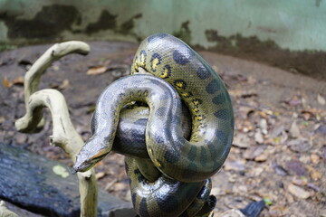The boa constrictor (Boa constrictor), also called the red-tailed boa. Boidaefamily. Novo Airao, Amazonas – Brazil.