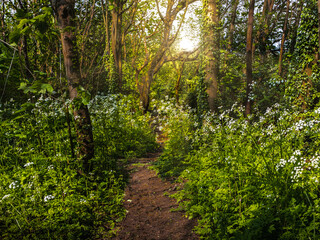 Fototapeta na wymiar View of footpath in woods in spring with sun peeking through trees; white flowers blooming under trees