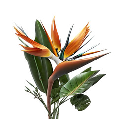 Bird Of Paradise Flower Illustration, Transparent Background, PNG, Generative AI