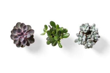 Top view of small potted cactus succulent plant isolated on a transparent background, PNG. High resolution.
