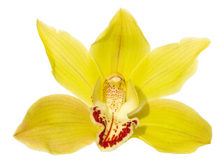 Yellow cymbidium orchid flower isolated - obrazy, fototapety, plakaty