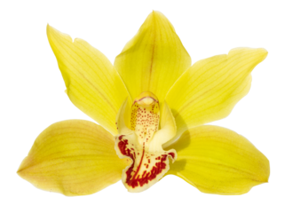 Yellow cymbidium orchid flower isolated