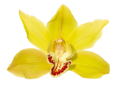 Yellow cymbidium orchid flower isolated