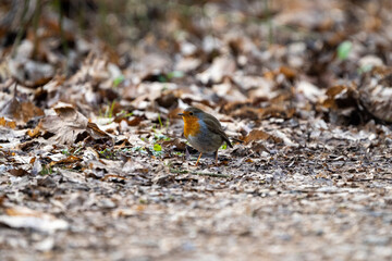 robin on the ground