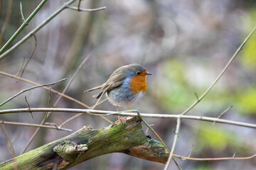 robin on a branch