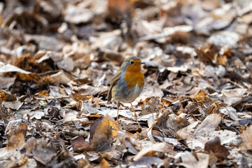 robin on the ground
