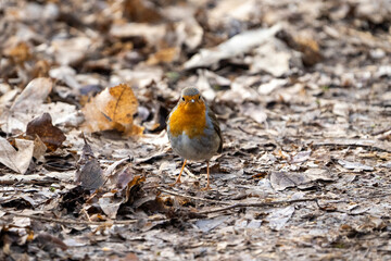 robin on the ground
