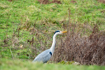 grey heron ardea cinerea