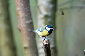 a black-tit bird on a branch in winter