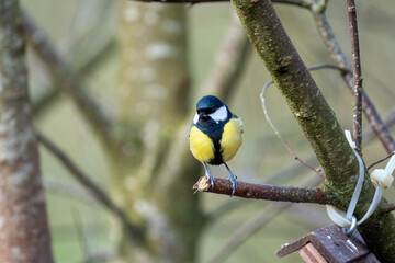 a black-tit bird on a branch in winter