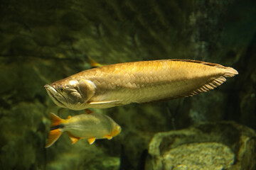 platinum silver arowana (osteoglossum bicirrhosum) most expensive fish in the world. fish in the aquarium. fish underwater.
