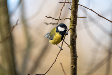 a black-tit bird on a branch in winter
