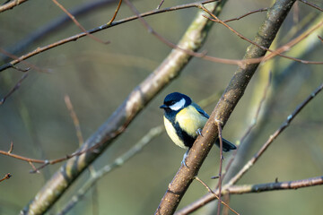 a black-tit bird on a branch in winter
