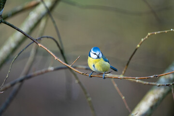 a blue-tit bird on a branch in winter