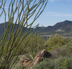 The wind cave trail located in the Usery Mountain Regional park near Mesa Arizona is a...