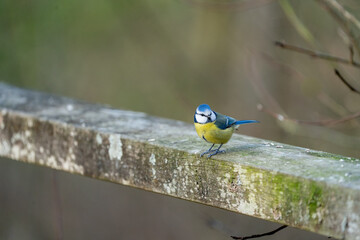 a blue-tit bird on a bench in wood in winter